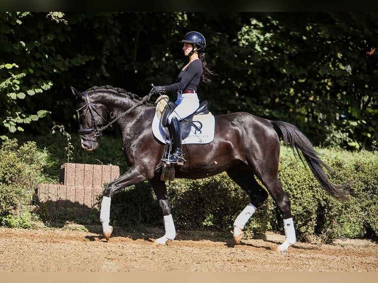 German Sport Horse Mare 4 years 15,1 hh Smoky-Black in Riedstadt