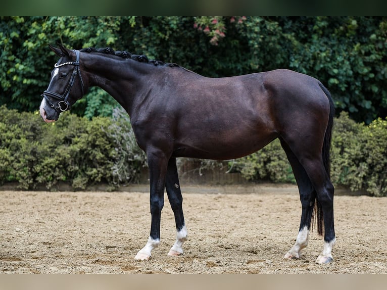 German Sport Horse Mare 4 years 15,1 hh Smoky-Black in Riedstadt