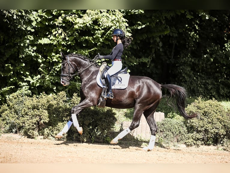 German Sport Horse Mare 4 years 15,1 hh Smoky-Black in Riedstadt