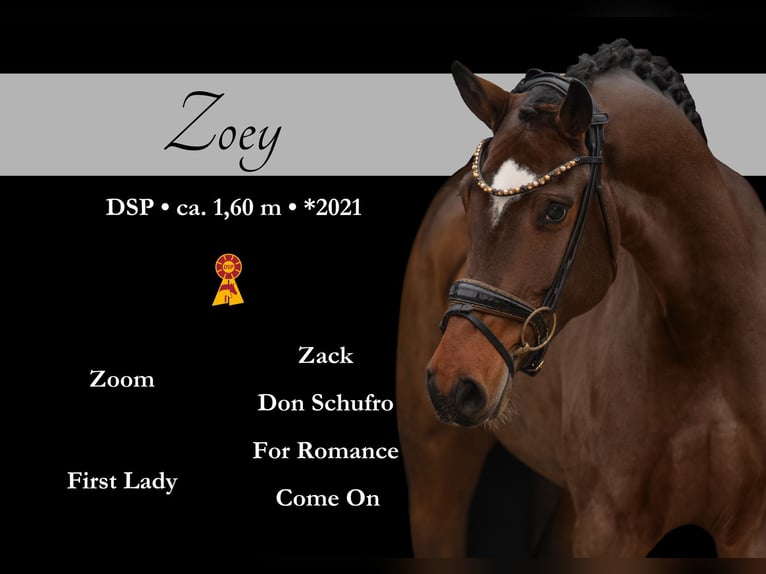 German Sport Horse Mare 4 years 15,2 hh Bay-Dark in Wehringen