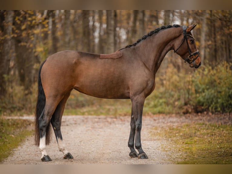 German Sport Horse Mare 4 years 15,2 hh Bay-Dark in Wehringen