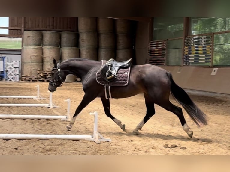 German Sport Horse Mare 4 years 15,2 hh Bay-Dark in Donaueschingen