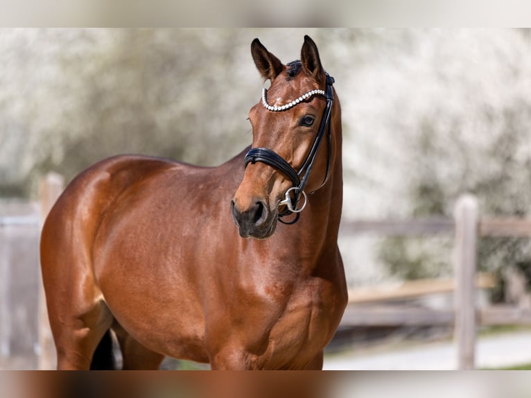 German Sport Horse Mare 4 years 15,2 hh Brown in Bad Griesbach im Rottal