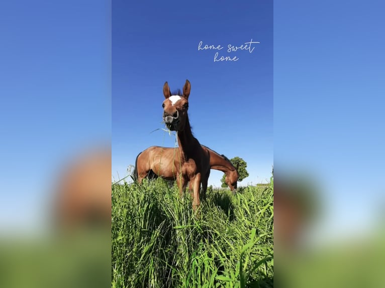 German Sport Horse Mare 4 years 15,2 hh Brown in G&#xF6;ttingen