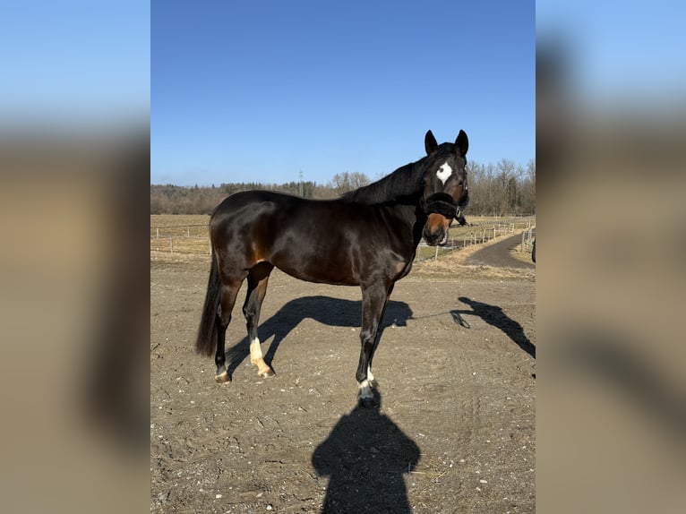 German Sport Horse Mare 4 years 15,2 hh Smoky-Black in Kolbermoor