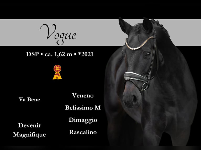 German Sport Horse Mare 4 years 15,3 hh Bay-Dark in Wehringen