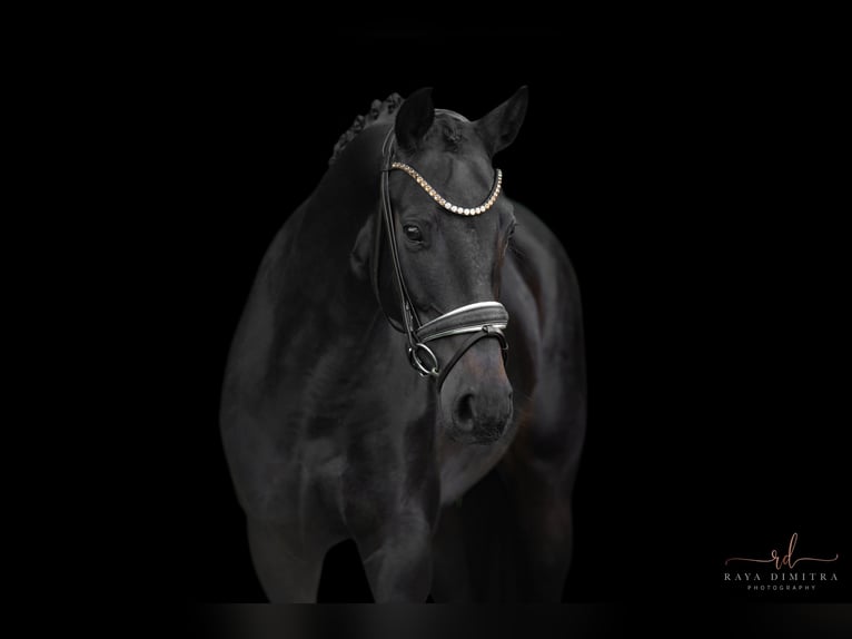 German Sport Horse Mare 4 years 15,3 hh Bay-Dark in Wehringen