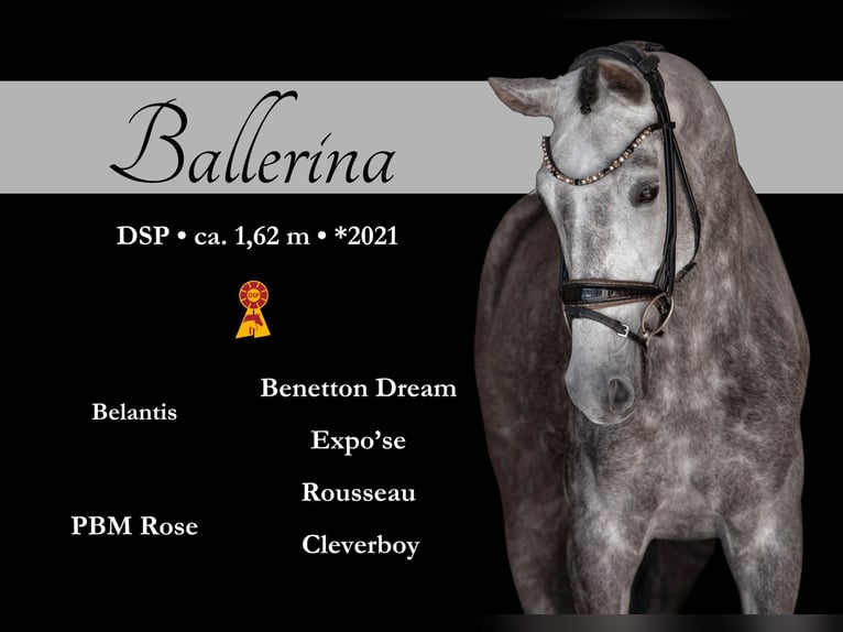 German Sport Horse Mare 4 years 15,3 hh Grey in Wehringen