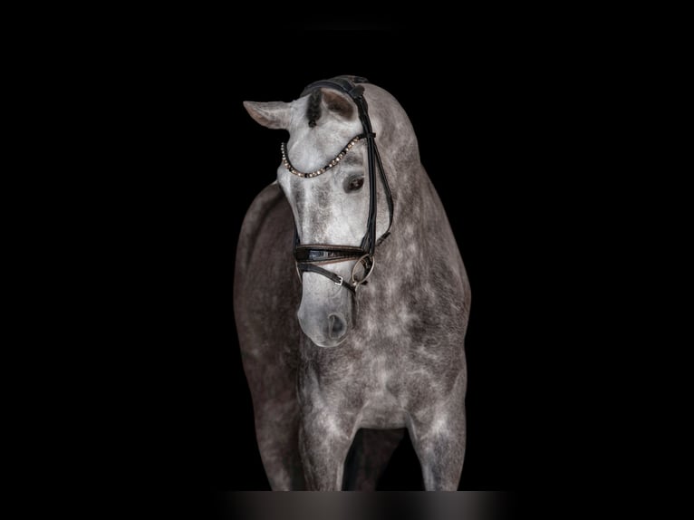 German Sport Horse Mare 4 years 15,3 hh Grey in Wehringen