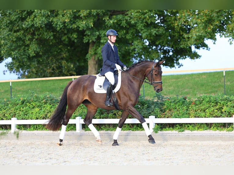 German Sport Horse Mare 4 years 16.1 hh Bay-Dark in Gomadingen