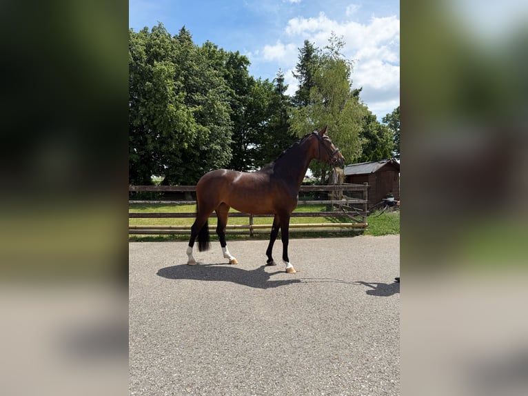 German Sport Horse Mare 4 years 16.1 hh Bay-Dark in Neresheim