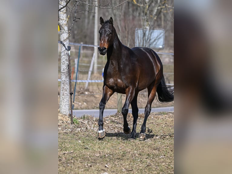 German Sport Horse Mare 4 years 16.1 hh Bay-Dark in Bayrischzell
