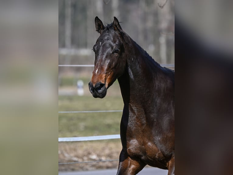 German Sport Horse Mare 4 years 16.1 hh Bay-Dark in Bayrischzell