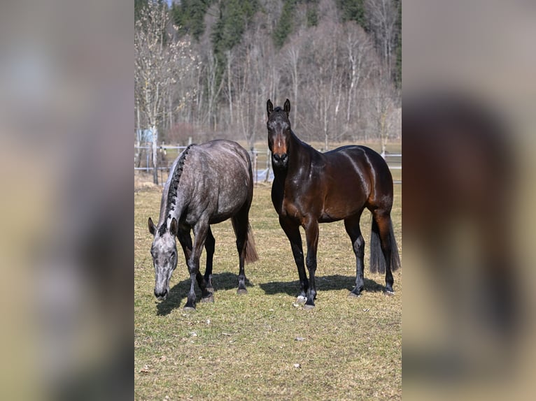 German Sport Horse Mare 4 years 16.1 hh Bay-Dark in Bayrischzell
