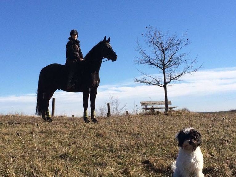 German Sport Horse Mare 4 years 16.1 hh Black in Finsing