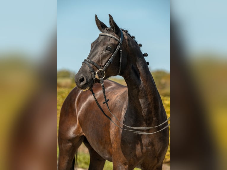 German Sport Horse Mare 4 years 16.1 hh Black in Gomadingen