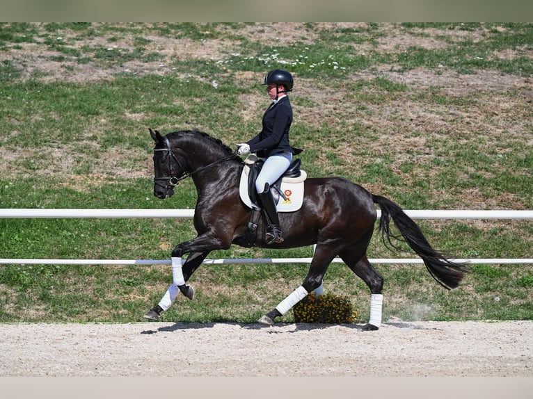 German Sport Horse Mare 4 years 16.1 hh Black in Gomadingen