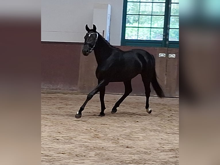 German Sport Horse Mare 4 years 16.1 hh Black in Neuburg