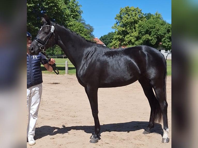 German Sport Horse Mare 4 years 16.1 hh Black in Neuburg