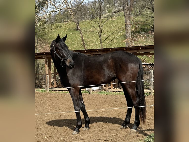 German Sport Horse Mare 4 years 16,1 hh Black in Renthendorf