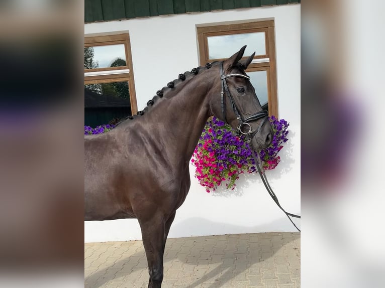 German Sport Horse Mare 4 years 16.1 hh Black in Rottenburg an der Laaber