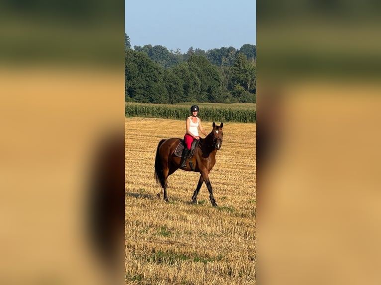 German Sport Horse Mare 4 years 16,1 hh Brown in Kraiburg am Inn