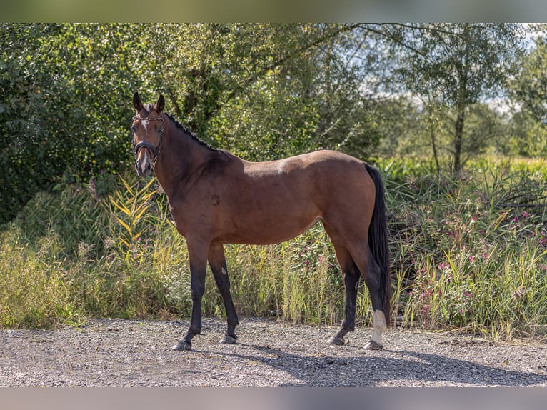 German Sport Horse Mare 4 years 16,1 hh Brown in Kraiburg am Inn