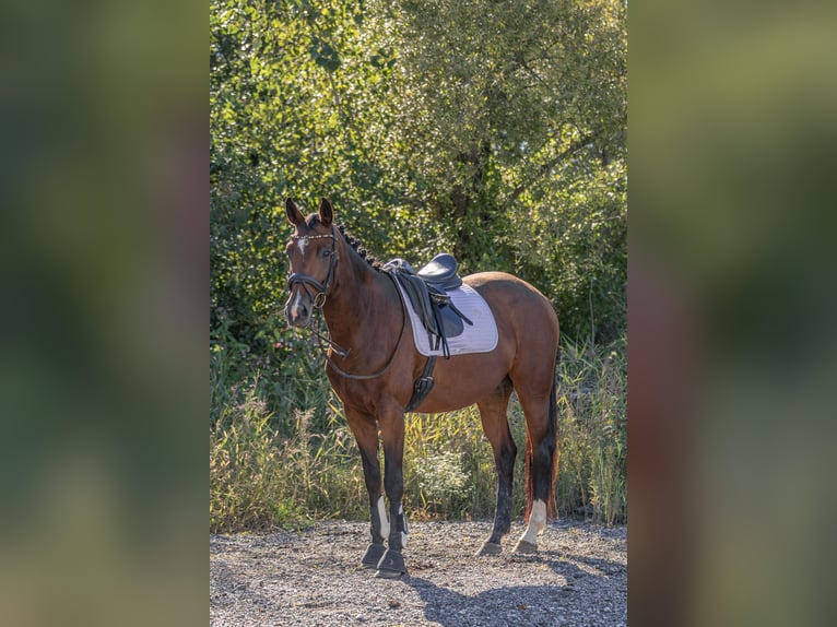 German Sport Horse Mare 4 years 16,1 hh Brown in Kraiburg am Inn