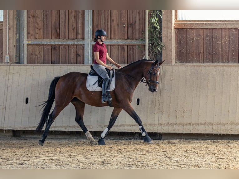 German Sport Horse Mare 4 years 16,1 hh Brown in Kraiburg am Inn