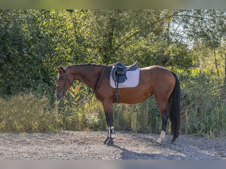 German Sport Horse Mare 4 years 16,1 hh Brown in Kraiburg am Inn