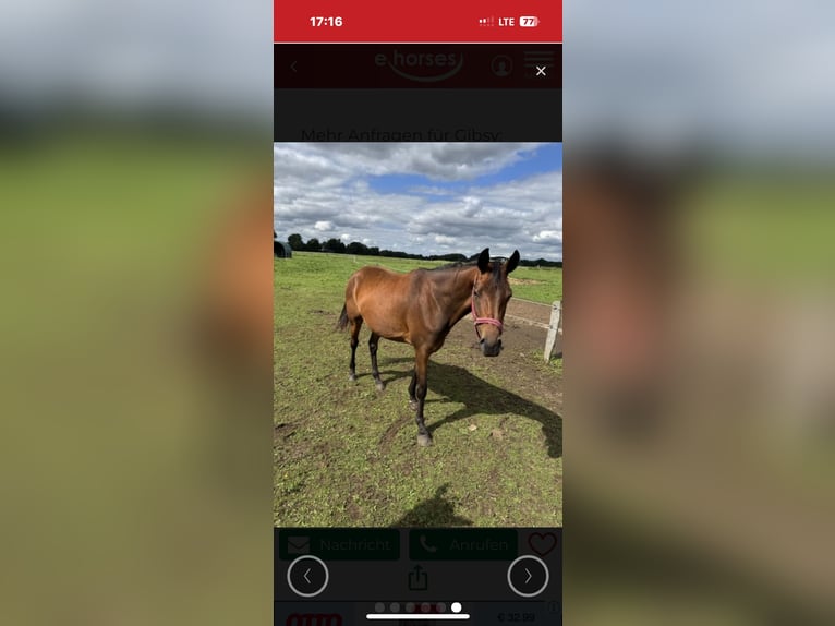 German Sport Horse Mare 4 years 16.1 hh Brown in Heiligengrabe