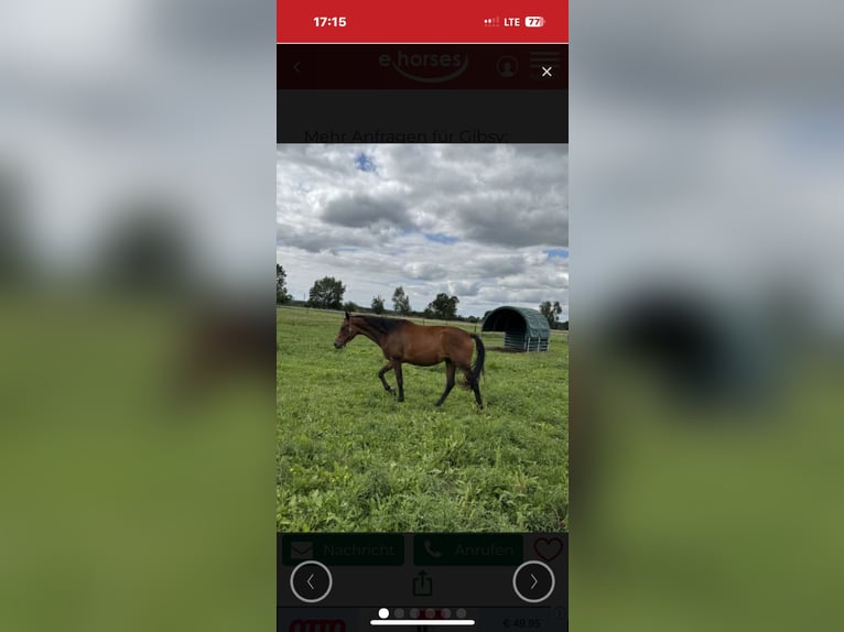 German Sport Horse Mare 4 years 16.1 hh Brown in Heiligengrabe