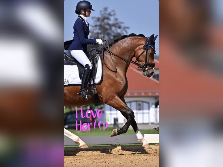 German Sport Horse Mare 4 years 16,1 hh Brown in Wehringen