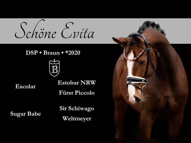 German Sport Horse Mare 4 years 16,1 hh Brown in Wehringen