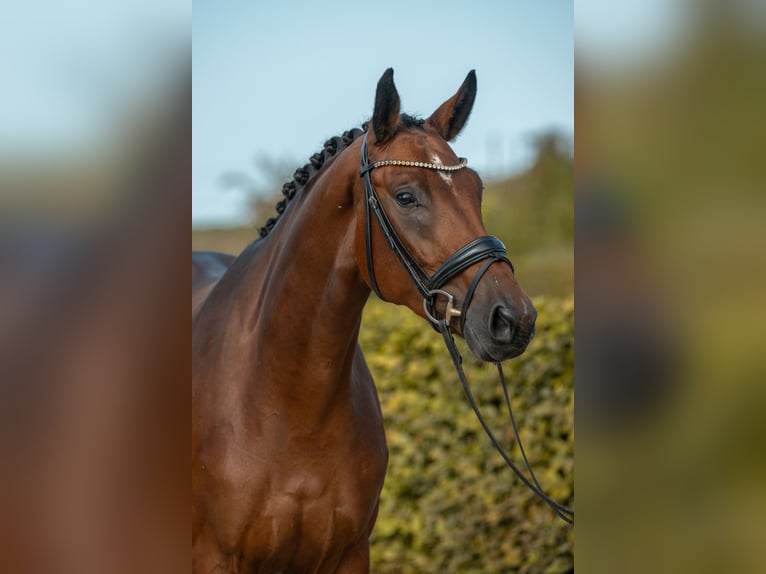German Sport Horse Mare 4 years 16.1 hh Brown in Gomadingen