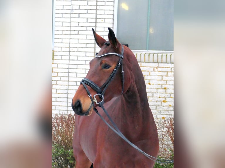 German Sport Horse Mare 4 years 16.1 hh Brown in Lastrup