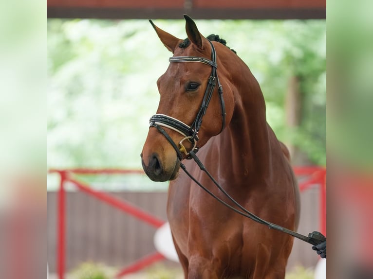 German Sport Horse Mare 4 years 16.1 hh Brown in Münster-Handorf