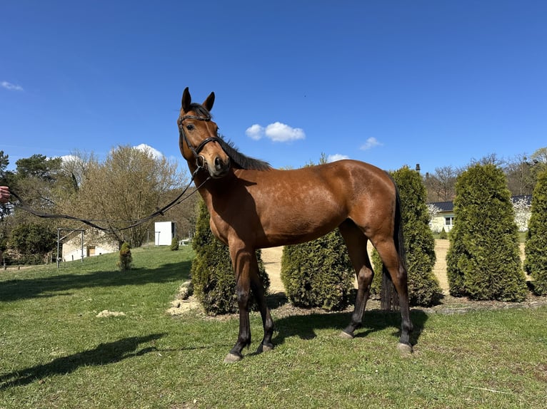 German Sport Horse Mare 4 years 16.1 hh Brown in Teupitz