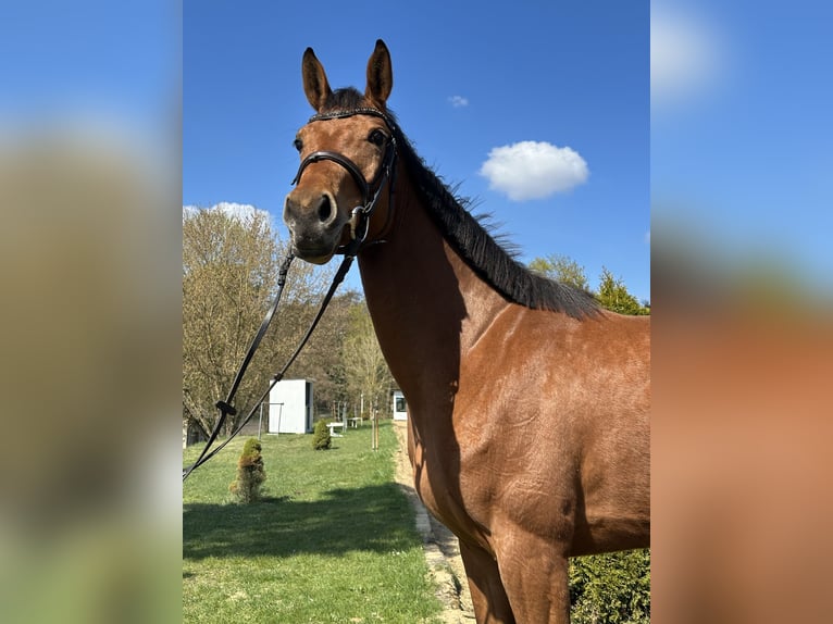 German Sport Horse Mare 4 years 16.1 hh Brown in Teupitz