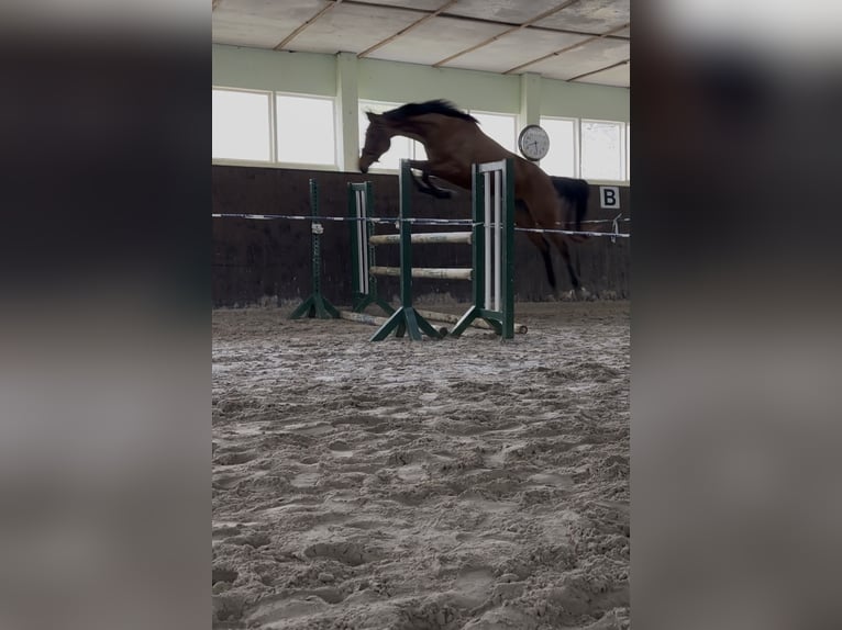 German Sport Horse Mare 4 years 16.1 hh Brown in Teupitz
