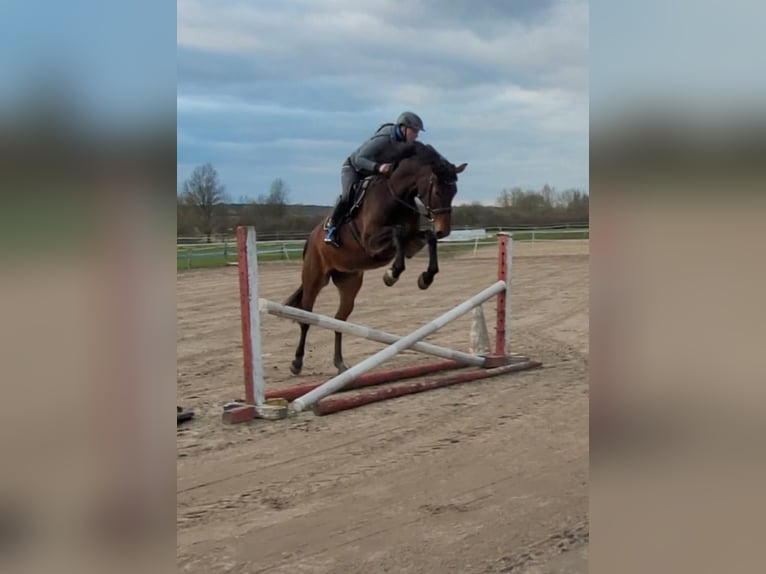 German Sport Horse Mare 4 years 16,1 hh Brown in Süderholz