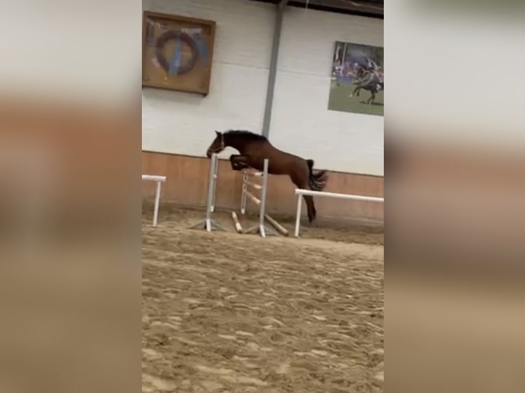 German Sport Horse Mare 4 years 16,1 hh Brown in Grevenbroich