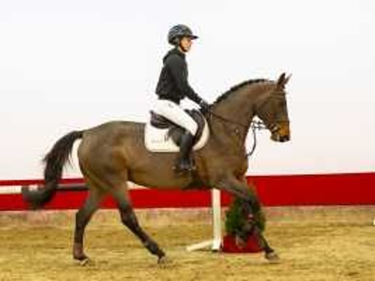 German Sport Horse Mare 4 years 16,1 hh Brown in Waddinxveen