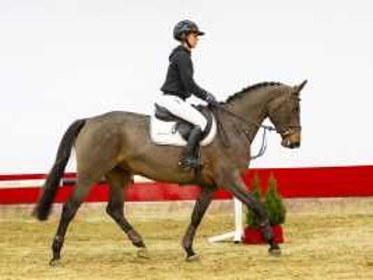 German Sport Horse Mare 4 years 16,1 hh Brown in Waddinxveen