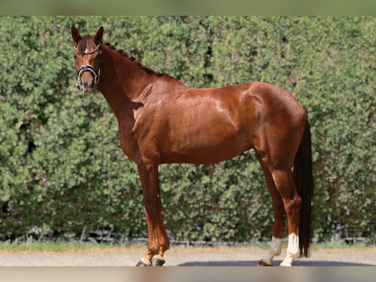 German Sport Horse, Mare, 4 years, 16.1 hh, Chestnut