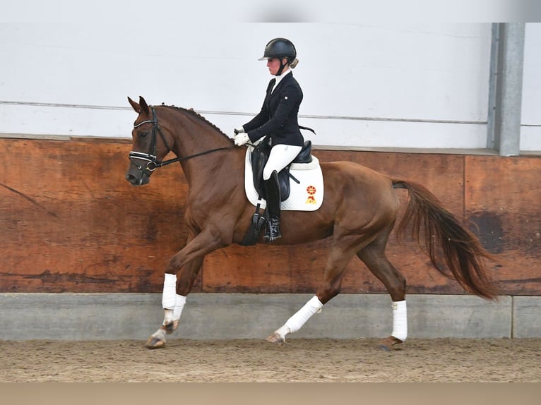 German Sport Horse Mare 4 years 16,1 hh Chestnut in Gomadingen