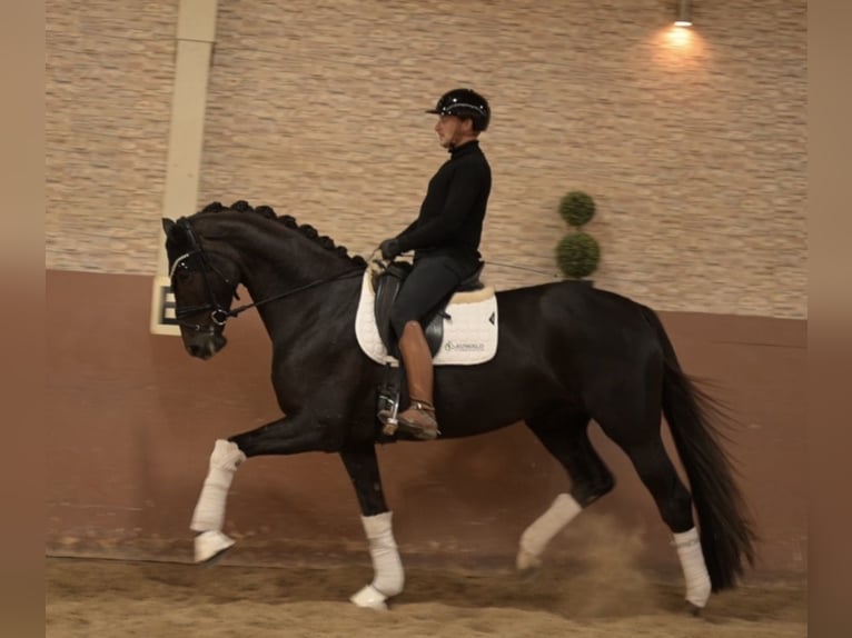 German Sport Horse Mare 4 years 16.1 hh Chestnut in Wehringen