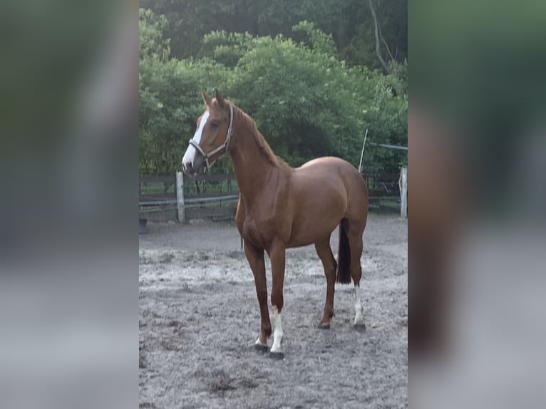 German Sport Horse Mare 4 years 16.1 hh Chestnut-Red in Schilda