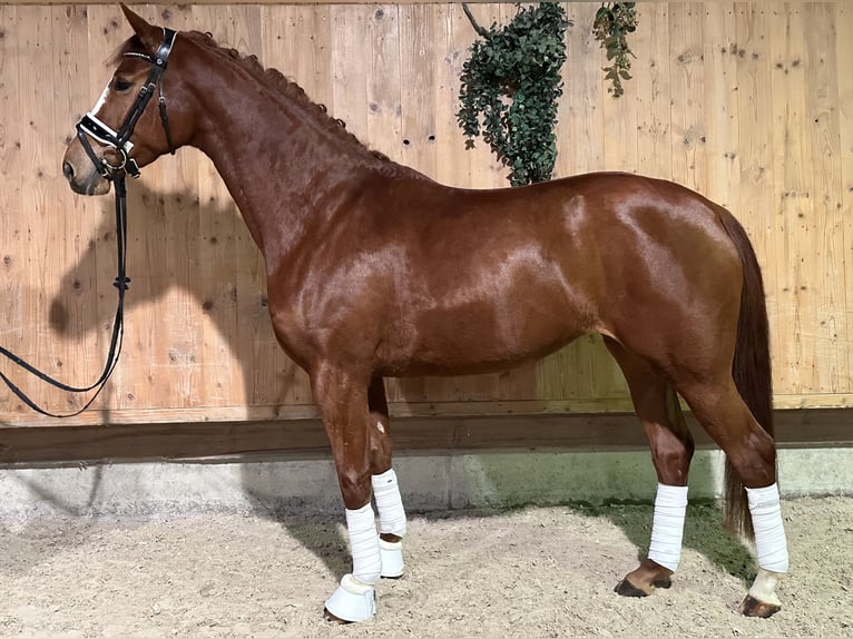 German Sport Horse Mare 4 years 16,1 hh Chestnut-Red in Riedlingen