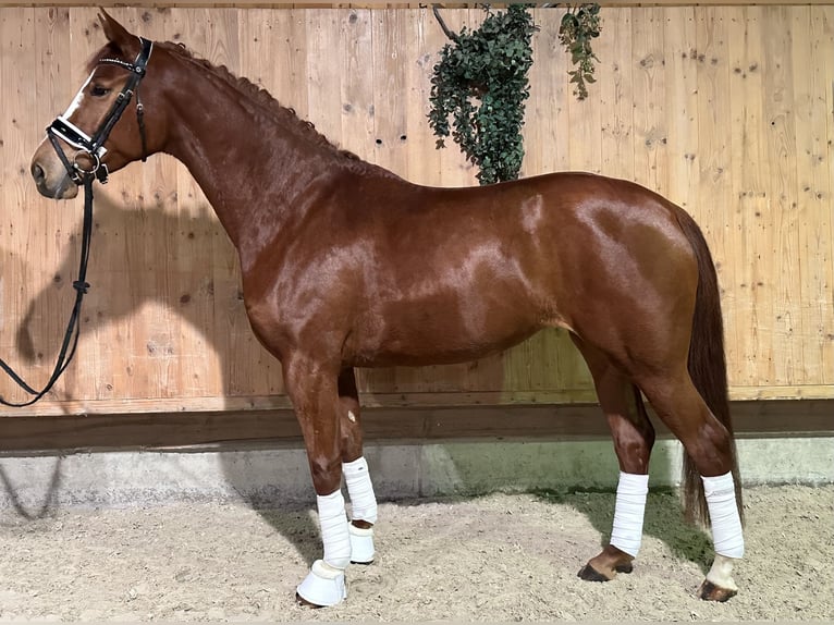 German Sport Horse Mare 4 years 16,1 hh Chestnut-Red in Riedlingen